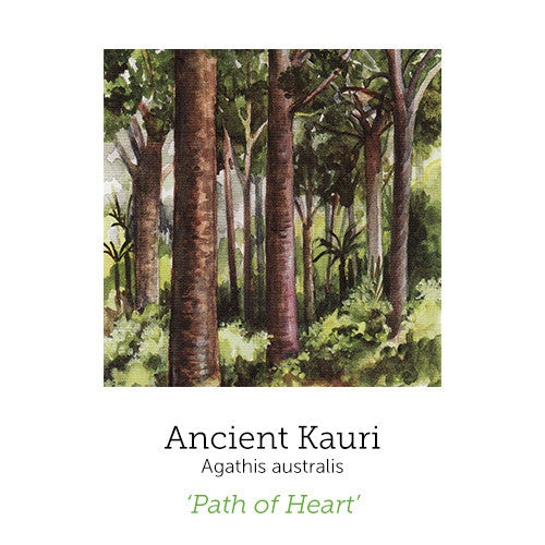https://cdn.shopify.com/s/files/1/0871/5596/6256/files/ancient-kauri_1_1.jpg?v=1717055094