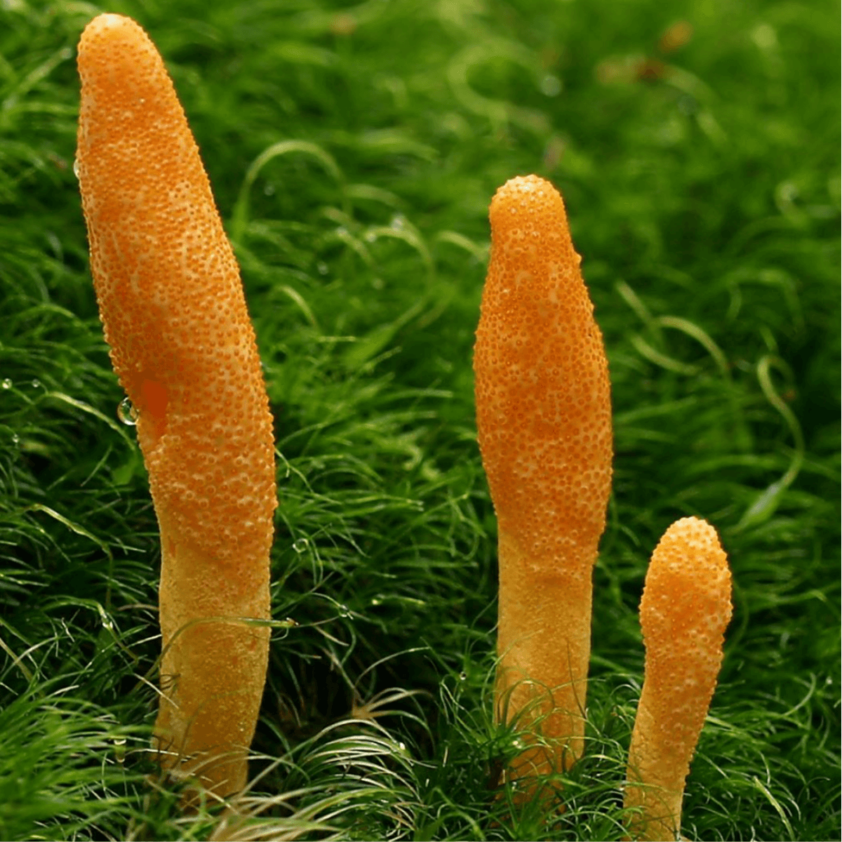 https://cdn.shopify.com/s/files/1/0549/2123/2459/products/cordyceps-mushroom-liquid-extractLS_jpg.png?v=1710962023