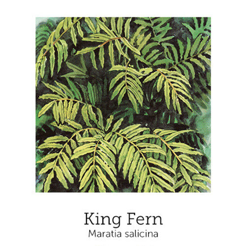 https://cdn.shopify.com/s/files/1/0871/5596/6256/files/flnh-king-fern.jpg?v=1717056235