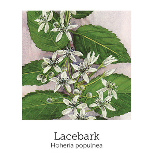 https://cdn.shopify.com/s/files/1/0871/5596/6256/files/flnh-lacebark.jpg?v=1717056235