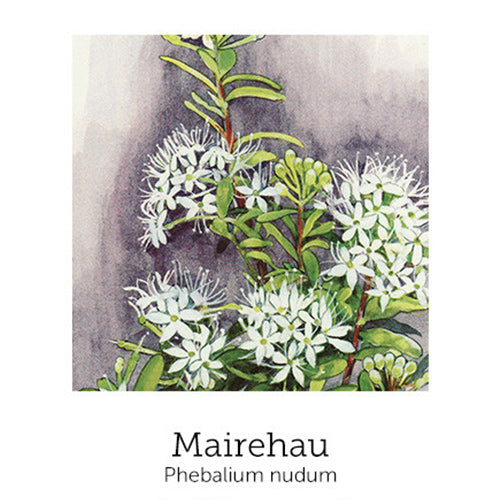 https://cdn.shopify.com/s/files/1/0871/5596/6256/files/flnh-mairehau.jpg?v=1717053969