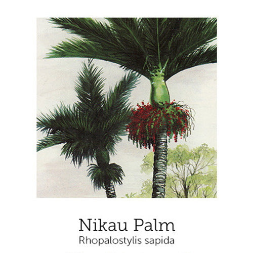 https://cdn.shopify.com/s/files/1/0871/5596/6256/files/flnh-nikau-palm.jpg?v=1717053826