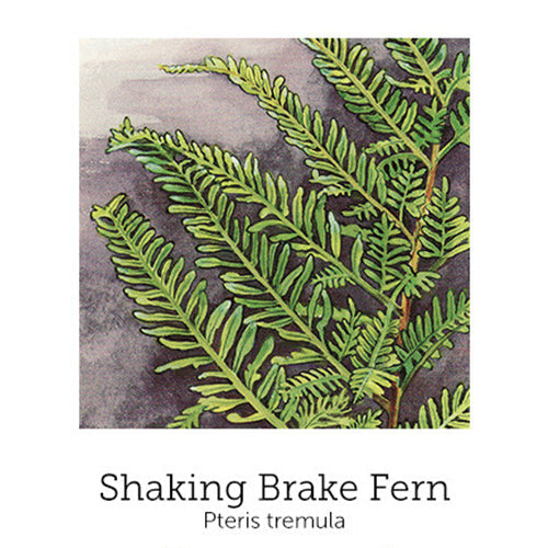 https://cdn.shopify.com/s/files/1/0871/5596/6256/files/flnh-shaking-brake-fern.jpg?v=1717053969