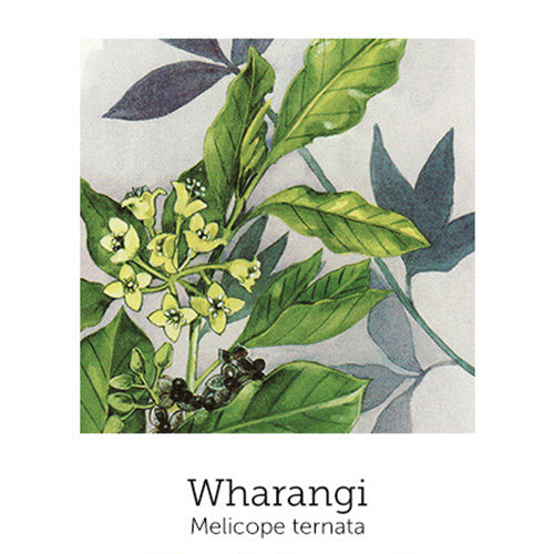 https://cdn.shopify.com/s/files/1/0871/5596/6256/files/flnh-wharangi.jpg?v=1717053966