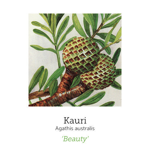 https://cdn.shopify.com/s/files/1/0871/5596/6256/files/kauri_1_4_4.jpg?v=1717055091