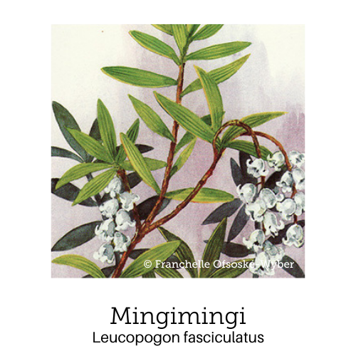 https://cdn.shopify.com/s/files/1/0871/5596/6256/files/no15mingimingi.png?v=1717054817