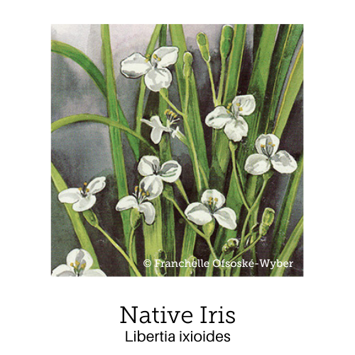 https://cdn.shopify.com/s/files/1/0871/5596/6256/files/no31native-iris.png?v=1717055309