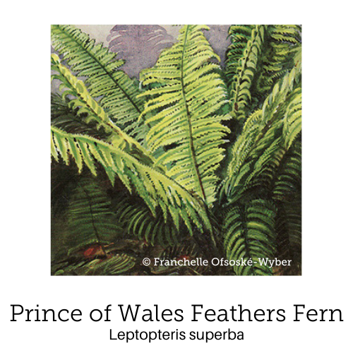 https://cdn.shopify.com/s/files/1/0871/5596/6256/files/no41prince-of-wales-feathers-fern.png?v=1717054570