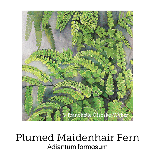 https://cdn.shopify.com/s/files/1/0871/5596/6256/files/no43plumed-maidenhair-fern.png?v=1717054570