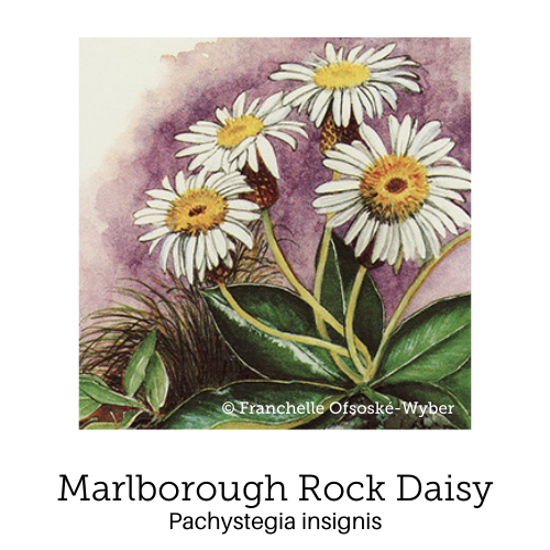 https://cdn.shopify.com/s/files/1/0871/5596/6256/files/no4marlborough-rock-daisy.png?v=1717054711