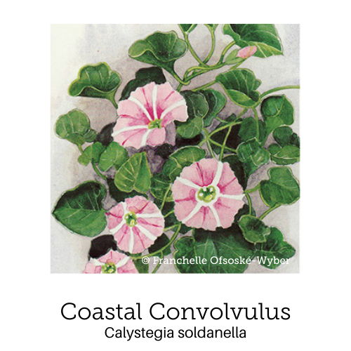 https://cdn.shopify.com/s/files/1/0871/5596/6256/files/no71coastal-convolvulus.png?v=1717055309