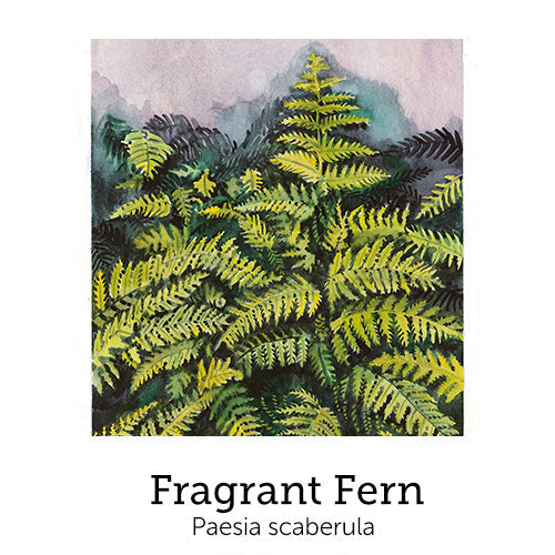 https://cdn.shopify.com/s/files/1/0871/5596/6256/files/no79fragrantfern.jpg?v=1718175740