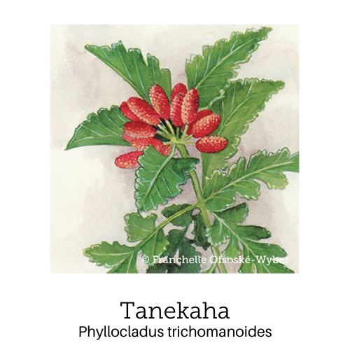 https://cdn.shopify.com/s/files/1/0871/5596/6256/files/no81tanekaha_4.png?v=1718175740