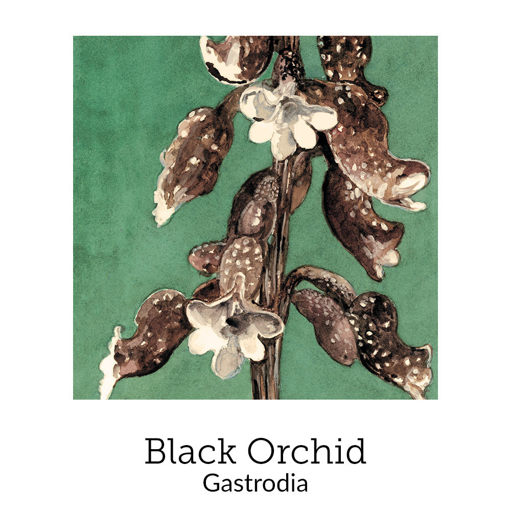 https://cdn.shopify.com/s/files/1/0871/5596/6256/files/no9blackorchid.jpg?v=1718174652