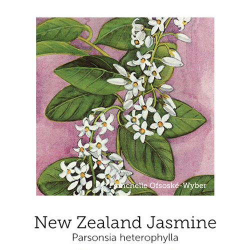 https://cdn.shopify.com/s/files/1/0871/5596/6256/files/nz_jasmine.png?v=1717056744