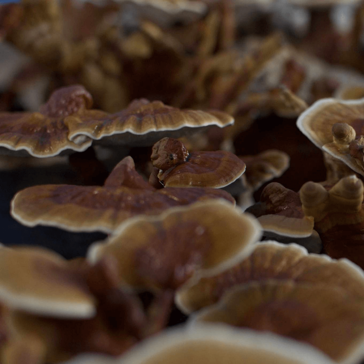https://cdn.shopify.com/s/files/1/0549/2123/2459/products/reishi-mushroom-liquidLS1jpg.png?v=1710961901