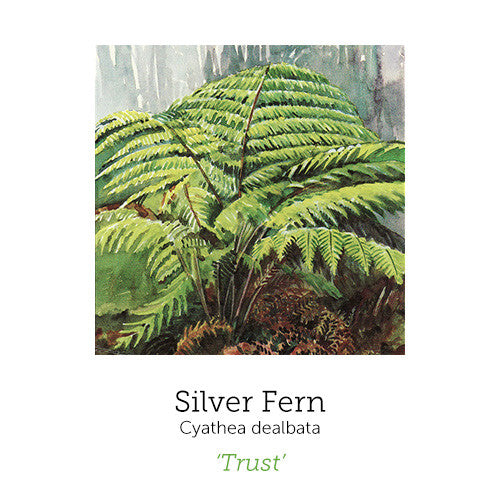 https://cdn.shopify.com/s/files/1/0871/5596/6256/files/silver-fern_1_4_4.jpg?v=1717055094